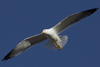 1cy fuscus in August, ringed in Finland. (81365 bytes)
